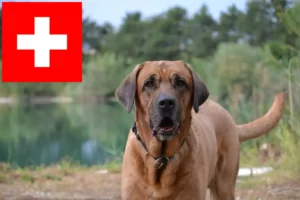 Read more about the article Criadores de Broholmer e cachorros na Suíça