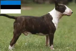 Read more about the article Criadores de Bull Terrier e cachorros na Estónia