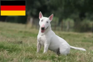 Read more about the article Criadores de Bull Terrier e cachorros na Alemanha