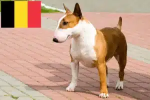 Read more about the article Criadores de Bull Terrier e cachorros na Bélgica