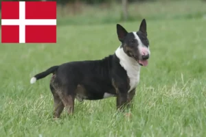 Read more about the article Criadores de Bull Terrier e cachorros na Dinamarca