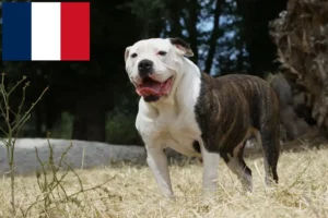 Read more about the article Criadores e cachorros de Bulldog Americano em França