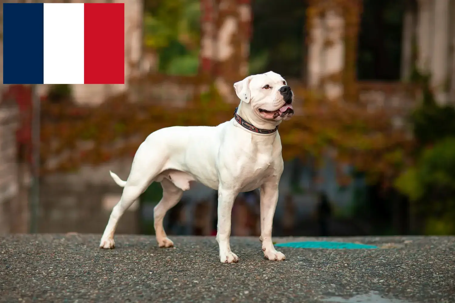 Read more about the article Criadores de Bulldog Americano e cachorros na Reunião