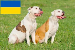 Read more about the article Criadores de Bulldog Americano e cachorros na Ucrânia