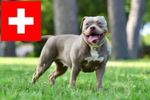 Read more about the article Criadores de Bulldog Americano e cachorros na Suíça