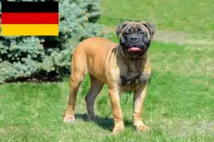 Read more about the article Criadores de Bullmastiff e cachorros na Alemanha