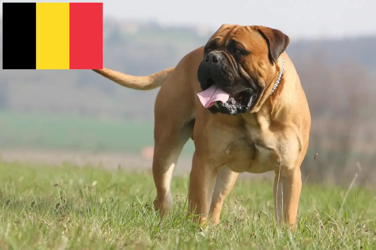 Bullmastiff cachorros e criadores Bélgica Aqui pode encontrar criadores de Bullmastiff na Bélgica.
