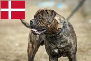 Read more about the article Criadores de Bullmastiff e cachorros na Dinamarca