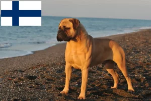 Read more about the article Criadores de Bullmastiff e cachorros na Finlândia