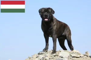 Read more about the article Criadores de Bullmastiff e cachorros na Hungria