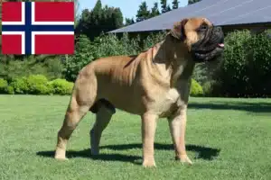 Read more about the article Criadores de Bullmastiff e cachorros na Noruega