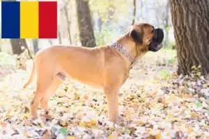 Read more about the article Criadores de Bullmastiff e cachorros em Roménia