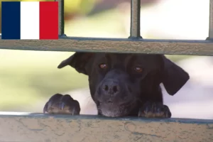 Read more about the article Ca de Bestiar criadores e cachorros em França