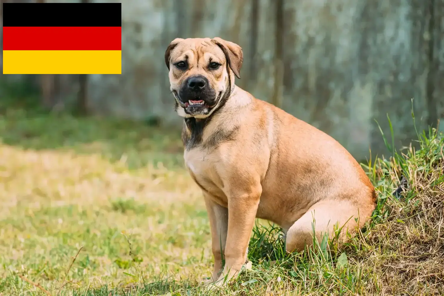 Read more about the article Ca de Bou criadores e cachorros na Alemanha