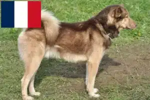 Read more about the article Criadores de cães da Gronelândia e cachorros em França