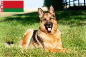 Read more about the article Criadores de cães de pastor e cachorros na Bielorrússia