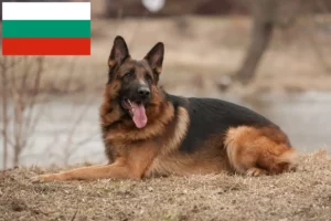 Read more about the article Criadores de cães de pastor e cachorros na Bulgária