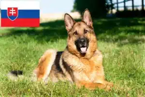 Read more about the article Criadores de cães de pastor e cachorros na Eslováquia