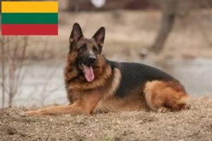 Read more about the article Criadores de cães de pastor e cachorros na Lituânia