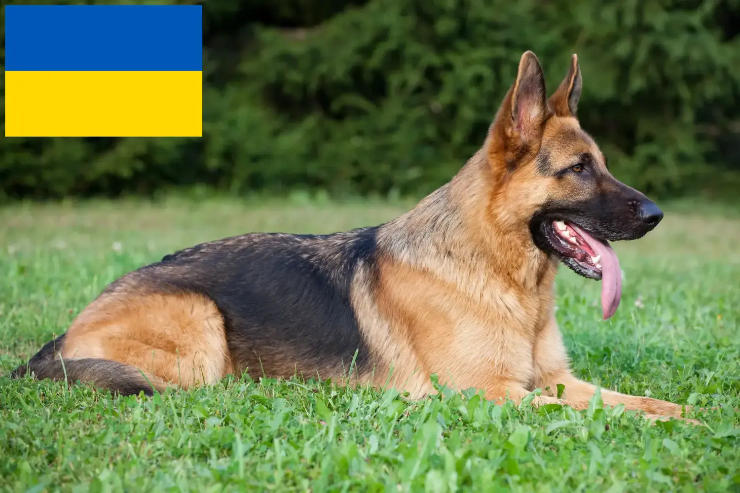 Cachorros de pastor e criadores Ucrânia Aqui pode encontrar criadores de cães de pastor alemão na Ucrânia.