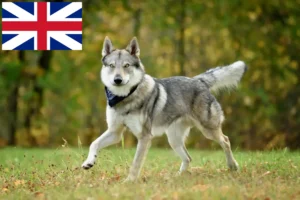 Read more about the article Criadores e cachorros de Wolfhound checoslovaco na Grã-Bretanha