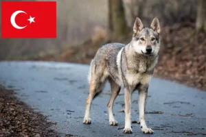 Read more about the article Criador de Wolfhound checoslovaco e cachorros na Turquia