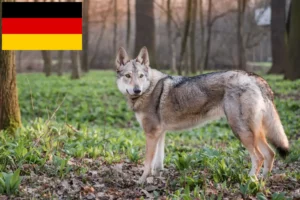 Read more about the article Criadores e cachorros de cães-lobo da Checoslováquia na Alemanha