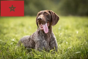 Read more about the article Criadores de pelo curto alemão e cachorros em Marrocos