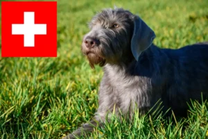 Read more about the article Criadores e cachorros de Barba de Pelo Cerdoso Eslovaca na Suíça