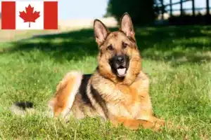 Read more about the article Criadores de cães de pastor e cachorros no Canadá