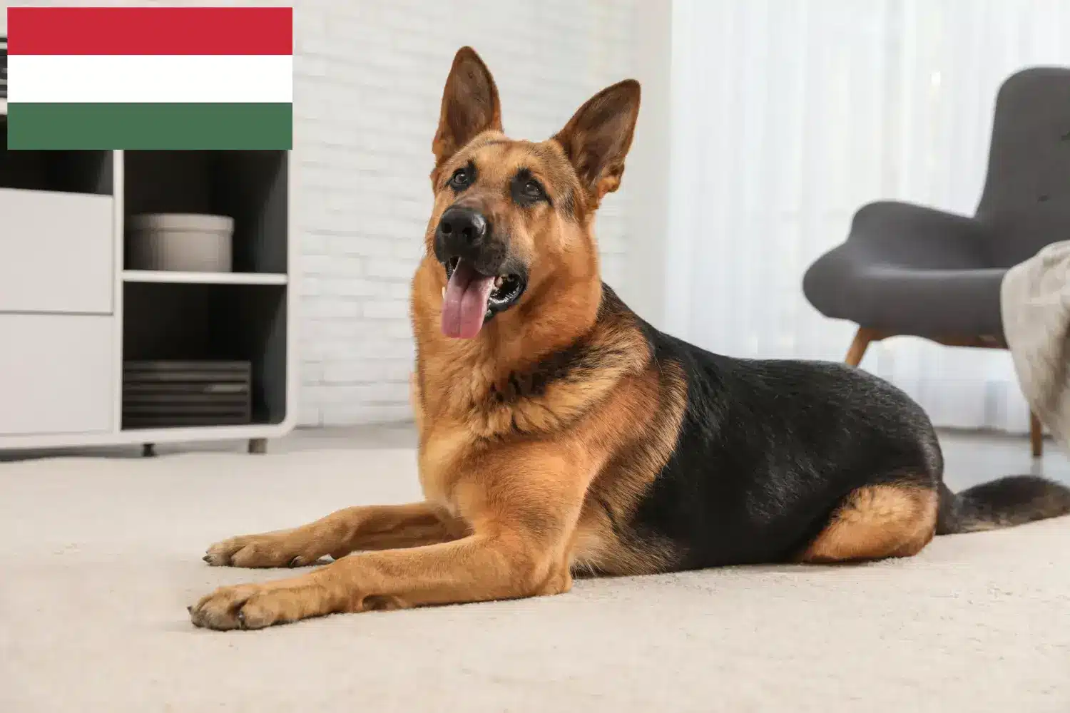 Cachorros de pastor e criadores Hungria Aqui pode encontrar criadores de cães de pastor alemão na Hungria.