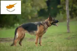 Read more about the article Criadores de cães de pastor e cachorros em Chipre