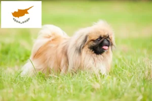 Read more about the article Criadores de pequinês e cachorros em Chipre