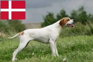 Read more about the article Criadores de Pointer inglês e cachorros na Dinamarca