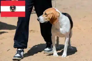Read more about the article Criadores de cães e cachorros da raça Swiss Lowland na Áustria