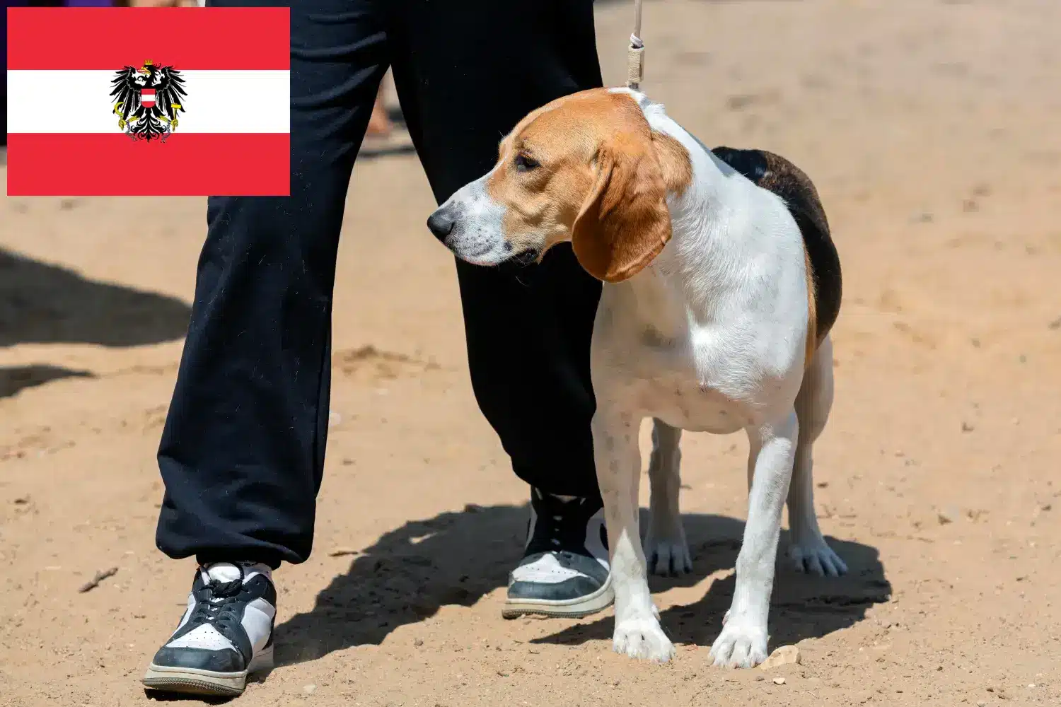 Read more about the article Criadores de cães e cachorros da raça Swiss Lowland na Áustria