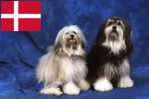 Read more about the article Criadores de Löwchen e cachorros na Dinamarca