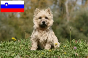 Read more about the article Criadores de Cairn Terrier e cachorros na Eslovénia