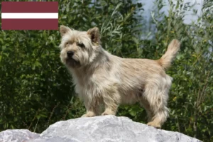 Read more about the article Criadores de Cairn Terrier e cachorros na Letónia