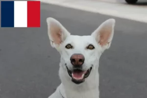 Read more about the article Criadores de cães e cachorros de Canaã em França