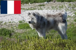 Read more about the article Criador de cães esquimós canadianos e cachorros em França