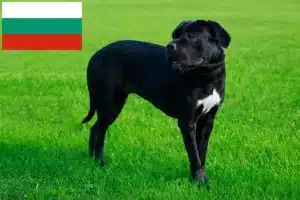 Read more about the article Criadores de Cane Corso Italiano e cachorros na Bulgária