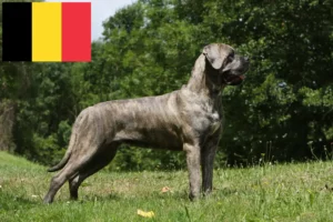Read more about the article Cane Corso Italiano criadores e cachorros na Bélgica