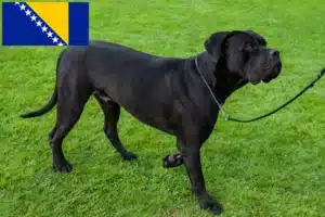 Read more about the article Criadores de Cane Corso Italiano e cachorros na Bósnia-Herzegovina
