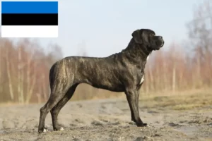 Read more about the article Criadores de Cane Corso Italiano e cachorros na Estónia