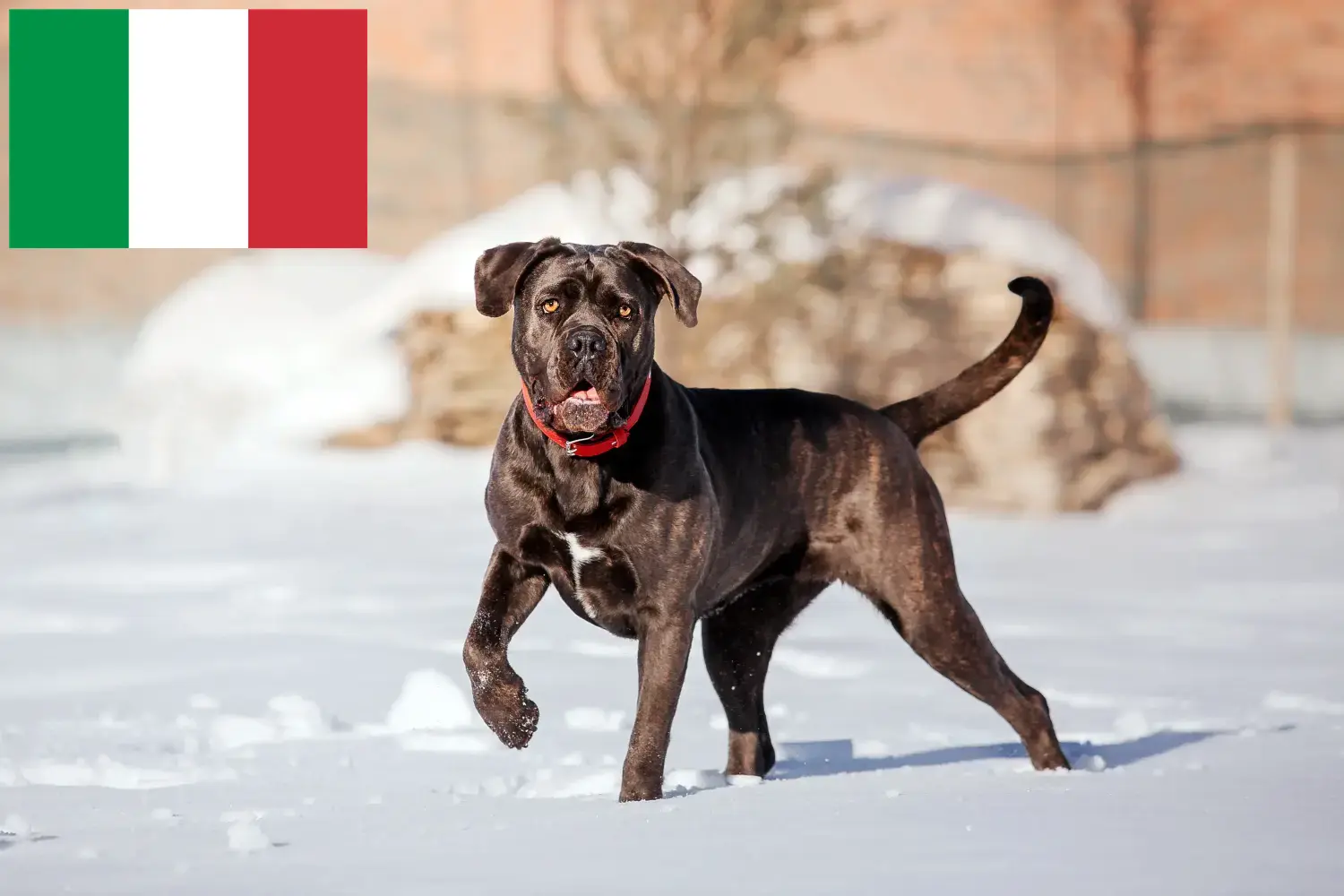 Cane Corso Italiano cachorros e criadores Itália Aqui pode encontrar criadores de Cane Corso Italianos em Itália.