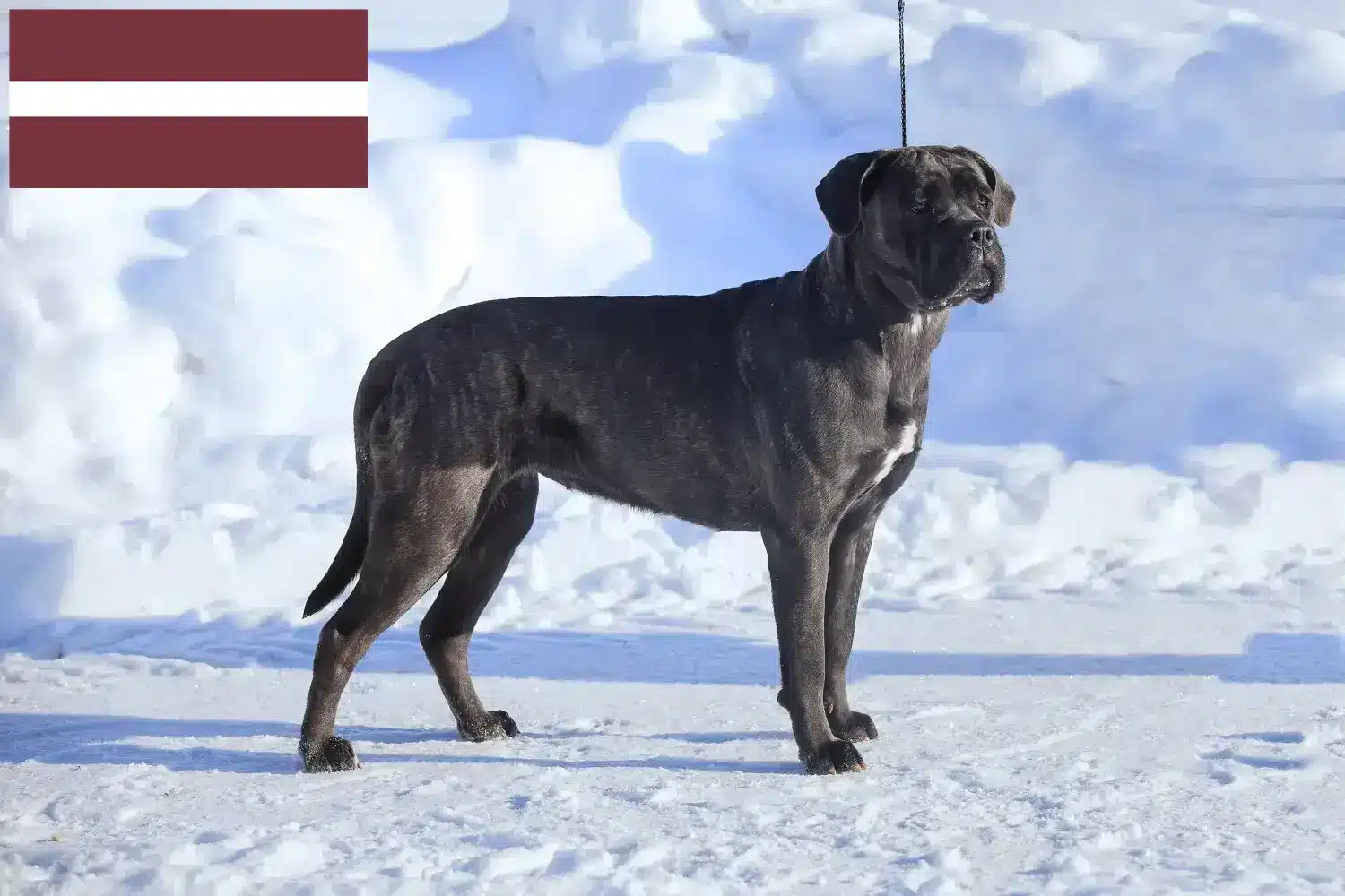 Cane Corso Italiano cachorros e criadores Letónia Encontrar criadores de Cane Corso Italianos na Letónia.