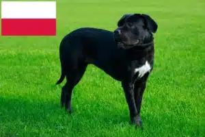 Read more about the article Criadores de Cane Corso Italiano e cachorros na Polónia