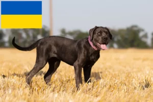 Read more about the article Criadores de Cane Corso Italiano e cachorros na Ucrânia