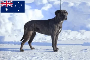 Read more about the article Cane Corso Italiano criadores e cachorros na Austrália